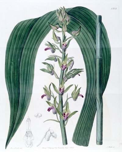 Illustration of Eulophia alta (as syn. Cyrtopodium woodfordii) by Miss Drake
